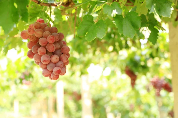 Vineyards Sunset Autumn Harvest Ripe Grapes Fall — Stock Photo, Image