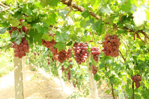 Sonbahar Hasadında Gün Batımında Üzüm Bağları Sonbaharda Olgun Üzümler — Stok fotoğraf