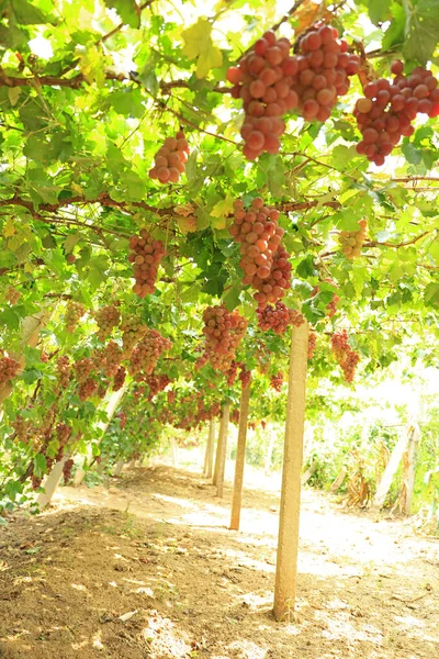 Sonbahar Hasadında Gün Batımında Üzüm Bağları Sonbaharda Olgun Üzümler — Stok fotoğraf