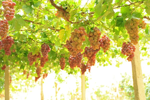 Sonbahar Hasadında Gün Batımında Üzüm Bağları Sonbaharda Olgun Üzümler — Stok fotoğraf