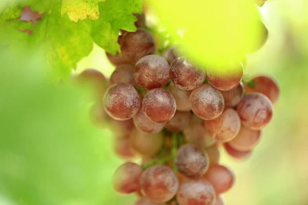 Vineyards Sunset Autumn Harvest Ripe Grapes Fall — Stock Photo, Image