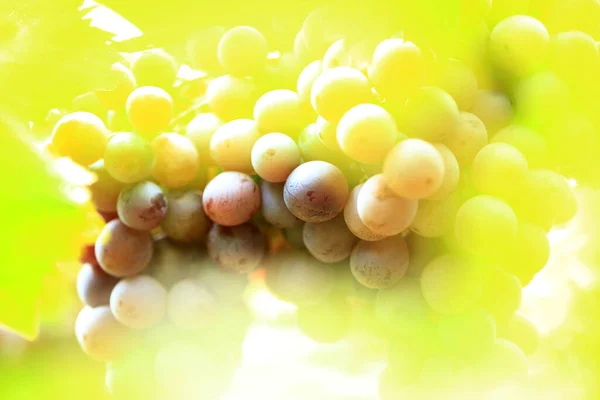 秋天收获时的落日葡萄园 秋天成熟的葡萄 — 图库照片
