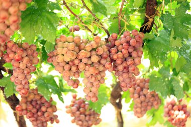 Sonbahar hasadında gün batımında üzüm bağları. Sonbaharda olgun üzümler