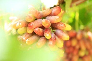 Sonbahar hasadında gün batımında üzüm bağları. Sonbaharda olgun üzümler