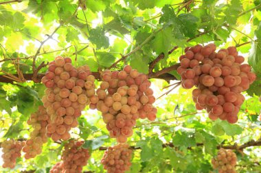 Sonbahar hasadında gün batımında üzüm bağları. Sonbaharda olgun üzümler
