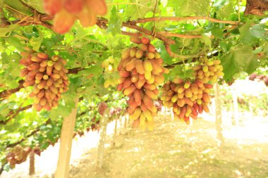 Sonbahar hasadında gün batımında üzüm bağları. Sonbaharda olgun üzümler