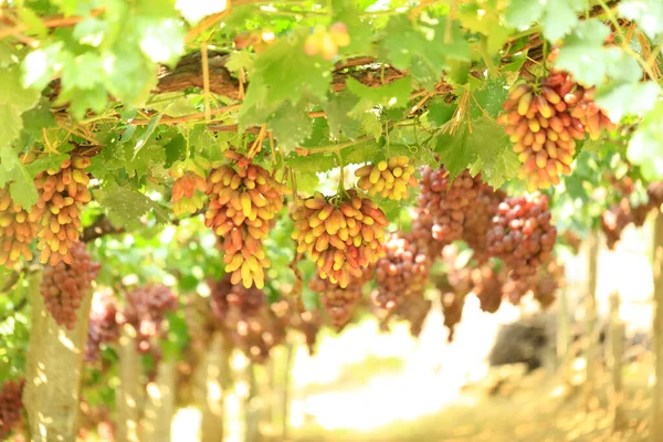 Vinhedos Pôr Sol Colheita Outono Uvas Maduras Outono — Fotografia de Stock