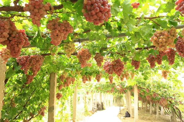 Wijngaarden Bij Zonsondergang Herfst Oogst Rijpe Druiven Herfst — Stockfoto