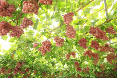 Sonbahar hasadında gün batımında üzüm bağları. Sonbaharda olgun üzümler