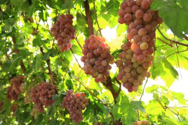 Sonbahar hasadında gün batımında üzüm bağları. Sonbaharda olgun üzümler