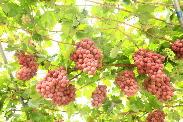 Wijngaarden Bij Zonsondergang Herfst Oogst Rijpe Druiven Herfst — Stockfoto