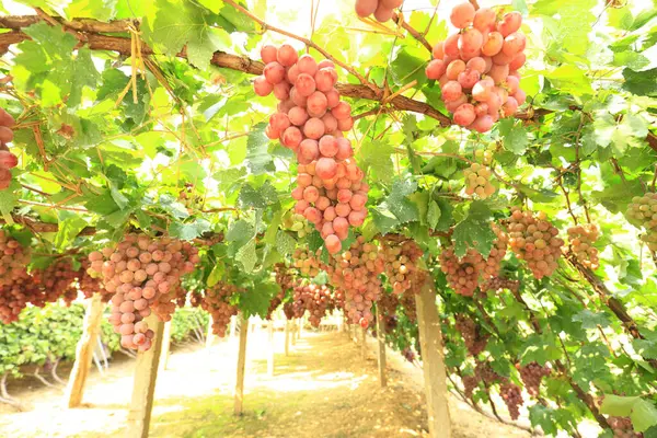 Vinhedos Pôr Sol Colheita Outono Uvas Maduras Outono — Fotografia de Stock