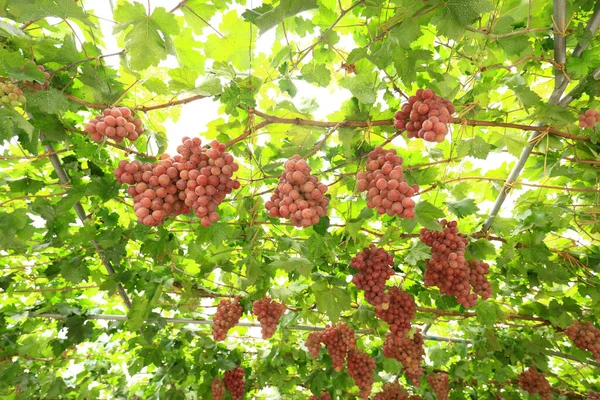 Sonbahar Hasadında Gün Batımında Üzüm Bağları Sonbaharda Olgun Üzümler — Stok fotoğraf