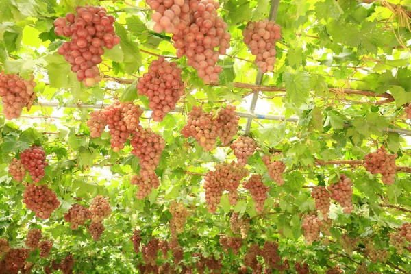 Viñedos Atardecer Cosecha Otoño Uvas Maduras Otoño — Foto de Stock