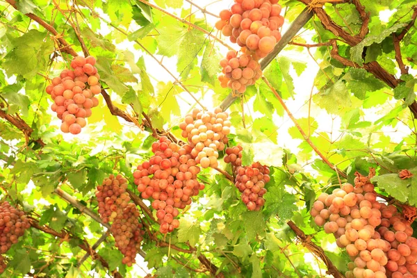 Winnice Zachodzie Słońca Jesiennych Zbiorach Dojrzałe Winogrona Jesienią — Zdjęcie stockowe