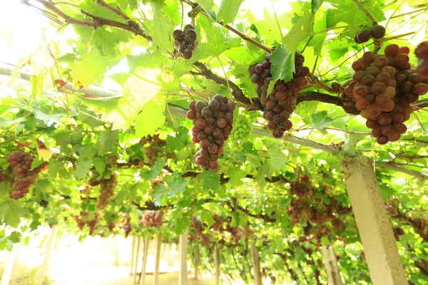 Wijngaarden Bij Zonsondergang Herfst Oogst Rijpe Druiven Herfst — Stockfoto