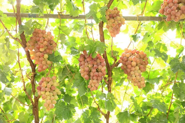 Winnice Zachodzie Słońca Jesiennych Zbiorach Dojrzałe Winogrona Jesienią — Zdjęcie stockowe