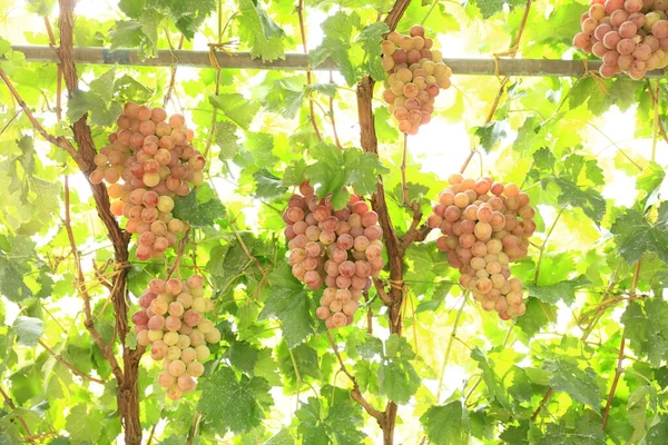 Wijngaarden Bij Zonsondergang Herfst Oogst Rijpe Druiven Herfst — Stockfoto