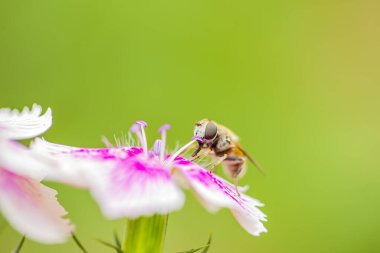 Çiçeklerdeki bal arıları, yakın plan.