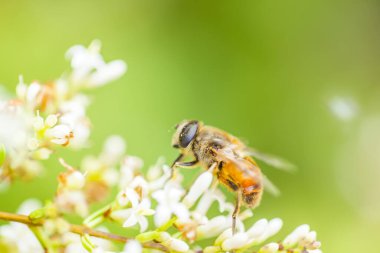 Çiçeklerdeki bal arıları, yakın plan.