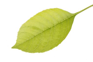 Buzun dokusu, çok güzel, yakın plan.