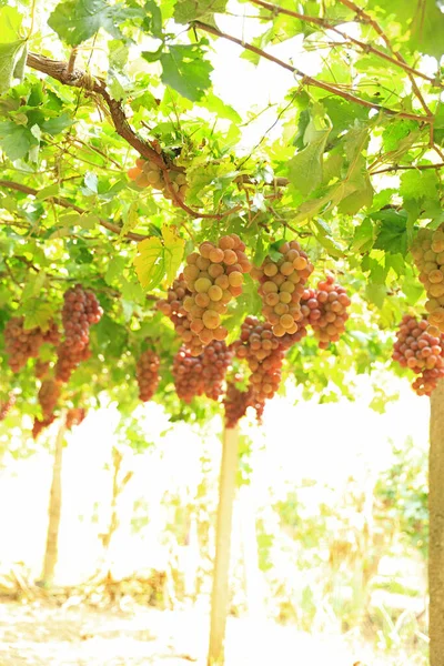 Wijngaarden Bij Zonsondergang Herfst Oogst Rijpe Druiven Herfst — Stockfoto