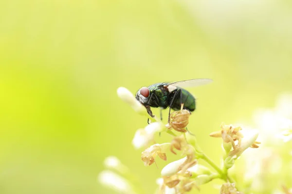 Calliphora Vicina Sur Une Feuille Gros Plan — Photo