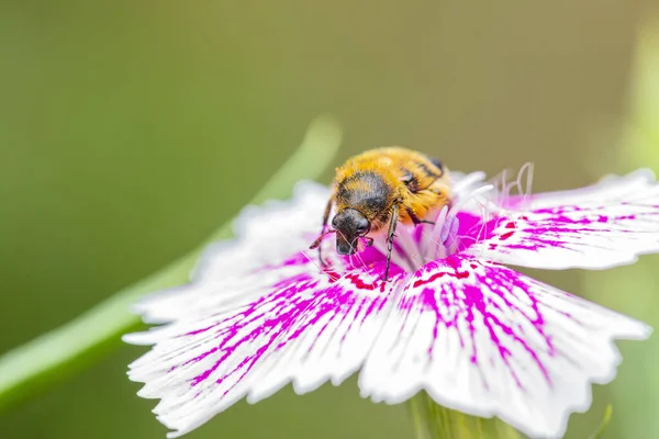 Oxycetonia Jucunda Closeup Honey Flowers — Stock Photo, Image