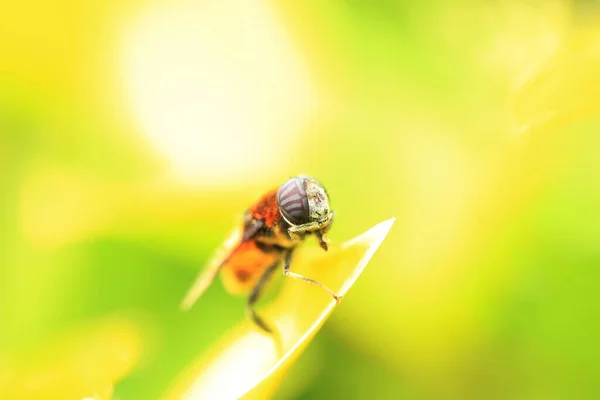 Медові Бджоли Квітах Крупним Планом — стокове фото