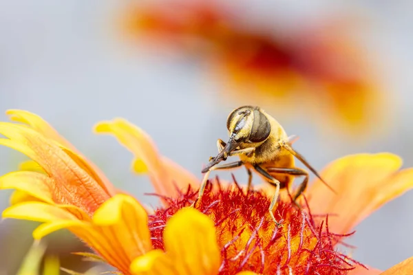 Honey Bees Flowers Close — Stock Photo, Image