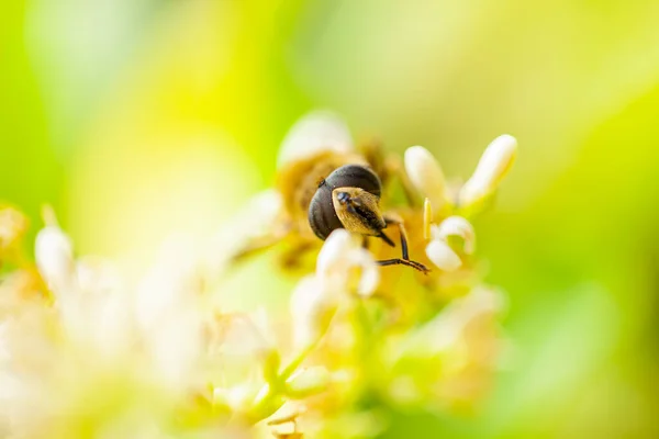 Honungsbin Blommorna Närbild — Stockfoto