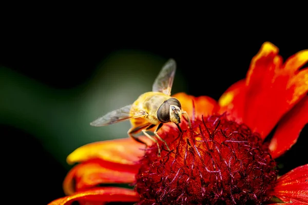 Honigbienen Auf Den Blüten Nahaufnahme — Stockfoto