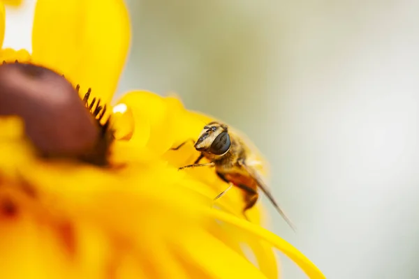 Honey Bees Flowers Close — Stock Photo, Image