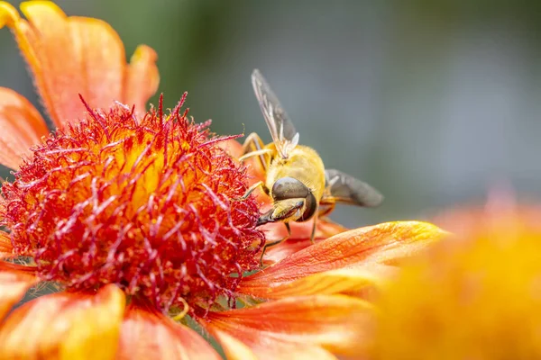 Honey Bees Flowers Close — Stock Photo, Image