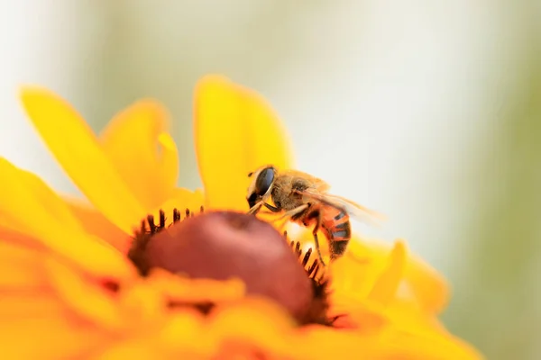 Honey Bees Flowers Close — Stock Photo, Image