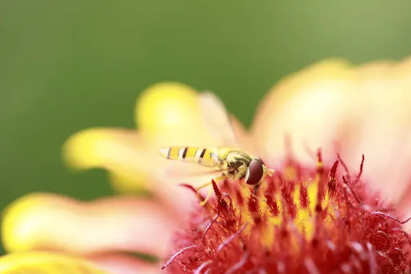 Syrphid Flies Leaf Close — Stock Photo, Image