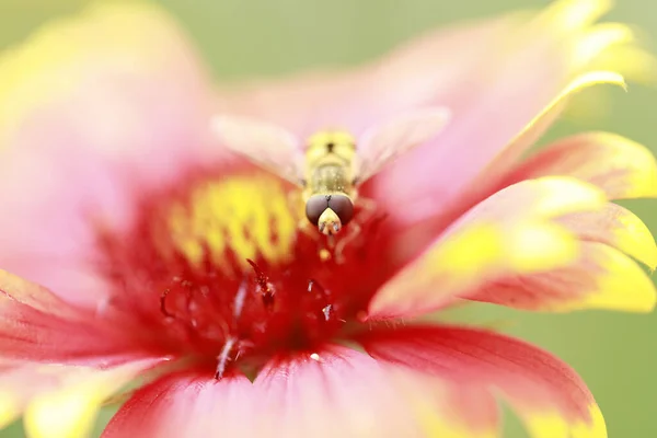 Syrphid Mouchy Listu Zblízka — Stock fotografie