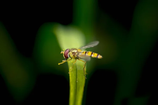 Mouches Syrphides Sur Une Feuille Gros Plan — Photo