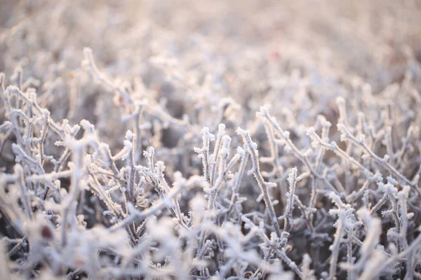 Frost on plants in winter