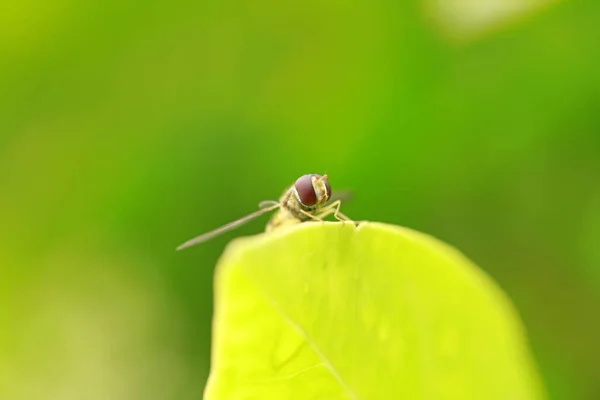 Mouches Syrphides Sur Une Feuille Gros Plan — Photo