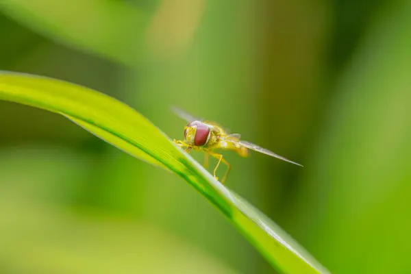 Mouches Syrphides Sur Une Feuille Gros Plan — Photo