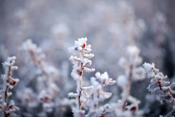 Frost on plants in winter