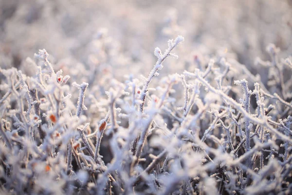 Frost on plants in winter