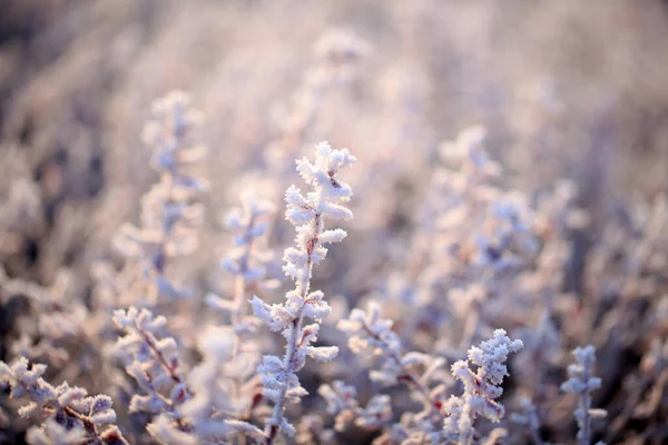 Frost on plants in winter