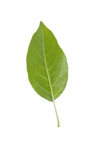 Φύλλα Κοντινό Λευκό Φόντο — Φωτογραφία Αρχείου
