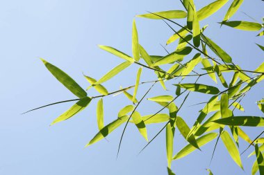 Buzun dokusu, çok güzel, yakın plan.