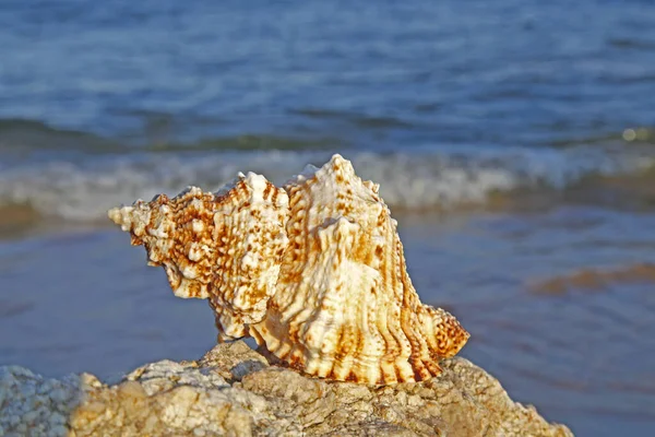 Consistenza Del Ghiaccio Molto Bella Primo Piano — Foto Stock