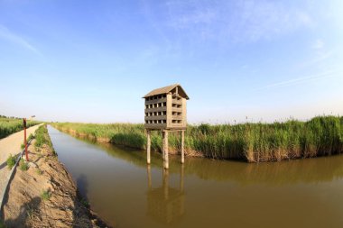 Kuş yuvasının sulak arazisi
