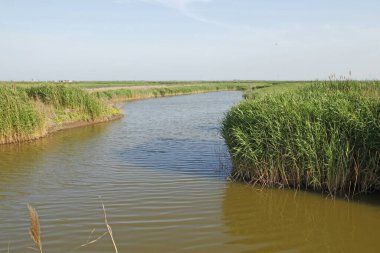 Sulak arazi, mavi gökyüzünün altında beyaz bulutlar