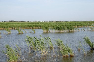 Sulak arazi, mavi gökyüzünün altında beyaz bulutlar